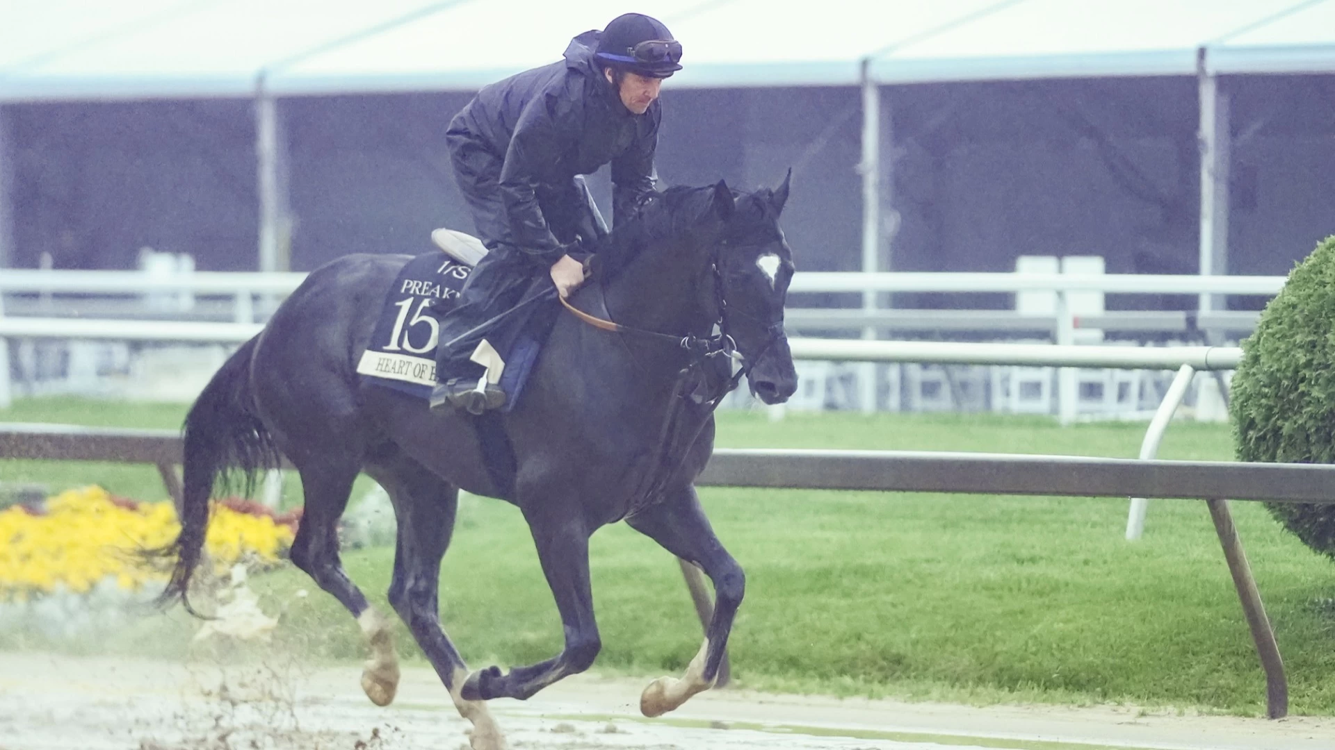 Heart of Honor: Father-Daughter Duo's Preakness Shot
