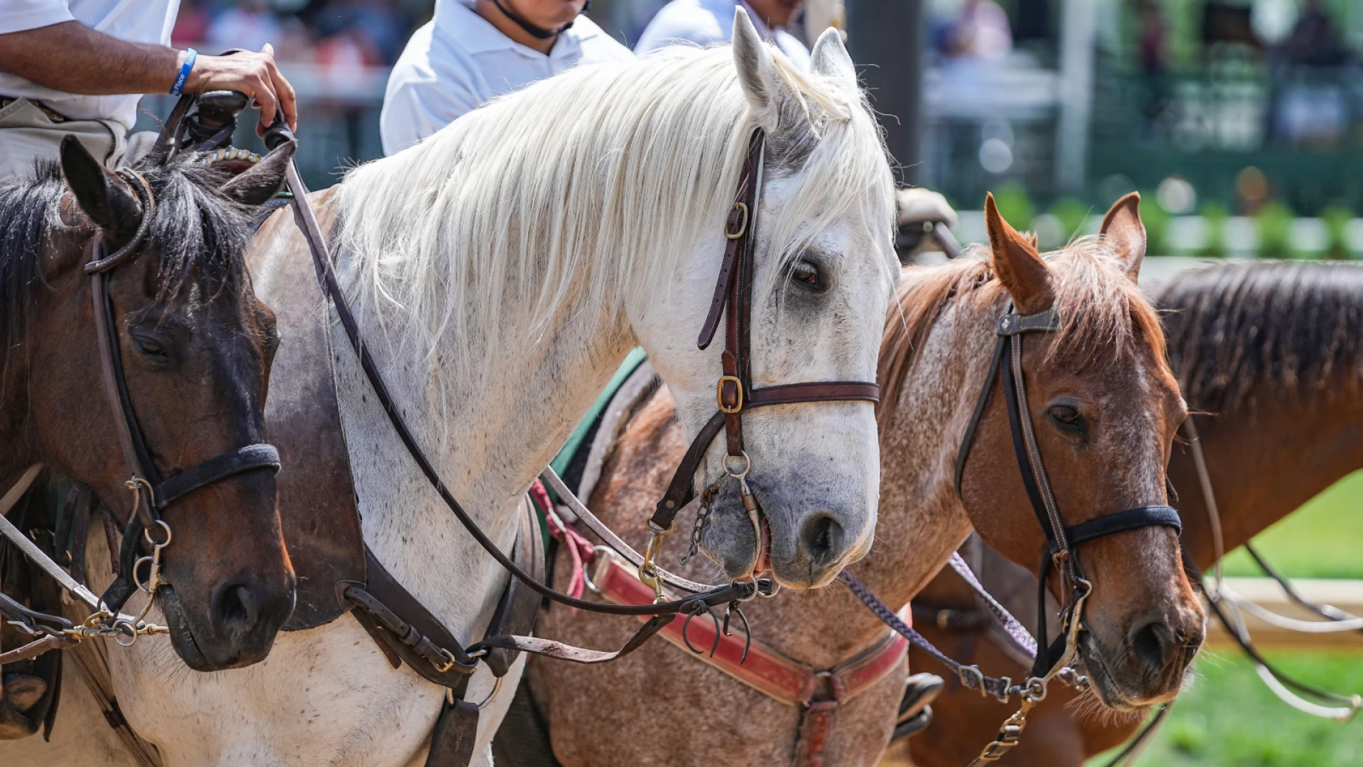 Latest Kentucky Derby Favorites and Weather Update
