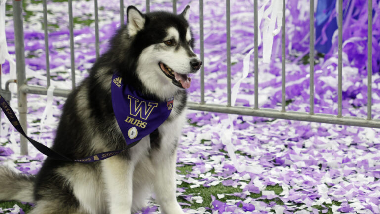 46. Washington Huskies