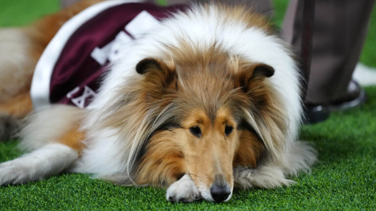 22. Texas A&M Aggies