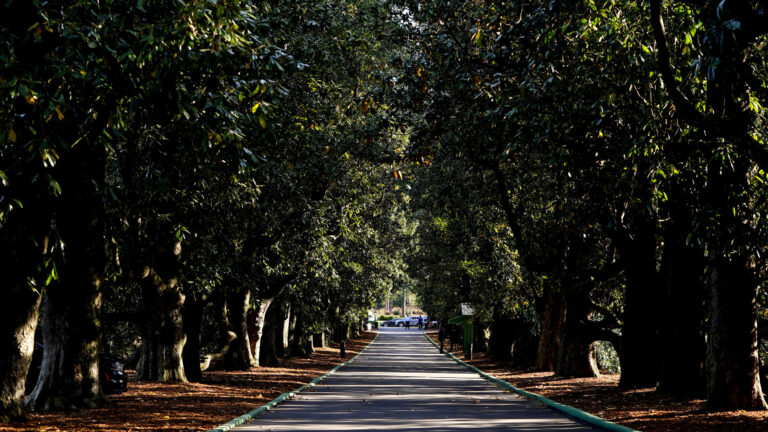 2. Hole 5: Magnolia (Par 4)