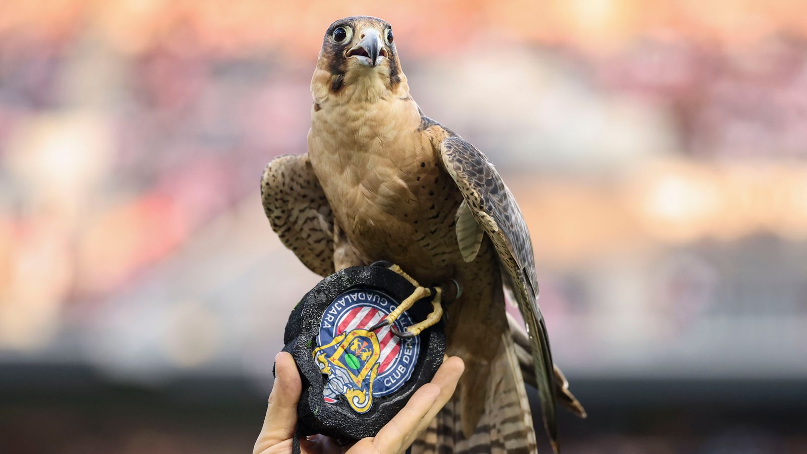 LAFC's falcon Olly makes a landing on the pitch